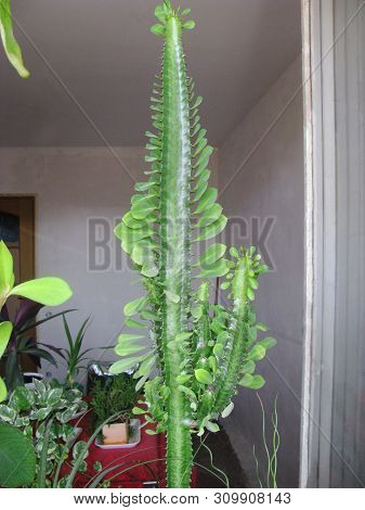 Plant Euphorbia Trihedral, In The Home Collection