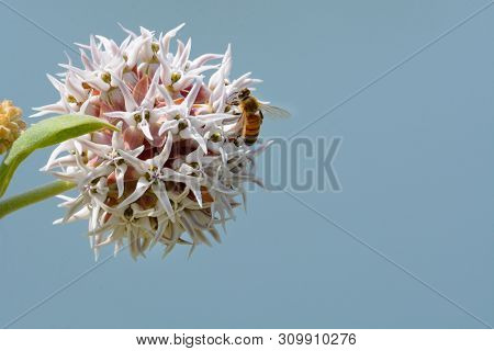 Bee Gathering Nectar From Showy Milkweed Or Asclepias Speciosa Flower Against Blue Background