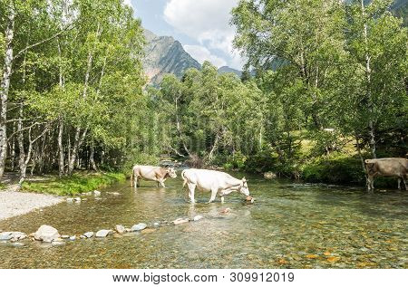Herd Of Cows Grazing In The Pla De Boavi; In The Province Of Lleida, In The Catalan Pyrenees. Catalo