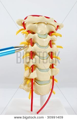 Spine Model with pointing pen