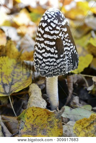 Coprinopsis Picacea Also Known As Magpie Fungus Poisonous Mushroom In Autumn Forest.coprinus Picaceu