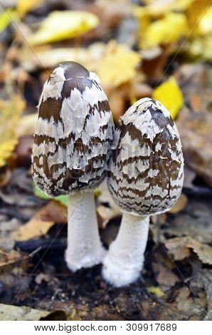 Coprinopsis Picacea Also Known As Magpie Fungus Poisonous Mushrooms In Autumn Forest.coprinus Picace