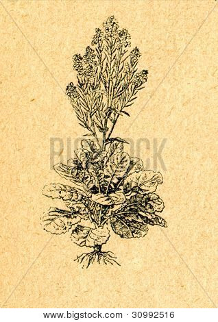 Brassica rapa - navet sauvage - vieux illustration par un artiste inconnu du Botanika Szkolna na Klasy Nizs