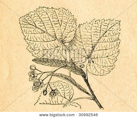 Rameau fleuri de liden - vieux illustration par un artiste inconnu du Botanika Szkolna na Klasy Nizsze, un