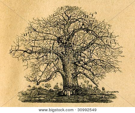 Arbre Baobab - vieux illustration par un artiste inconnu du Botanika Szkolna na Klasy Nizsze, auteur Joze