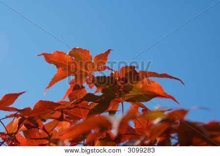 일본 메이플 (에 서 Palmatum Atropurpureum)