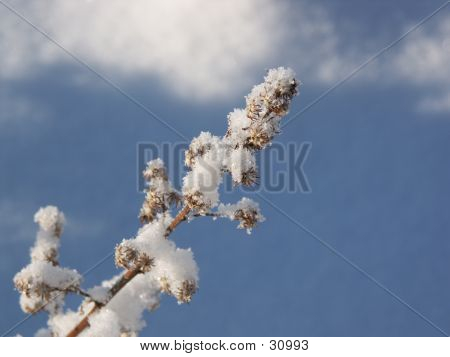 Malas hierbas de invierno nieve