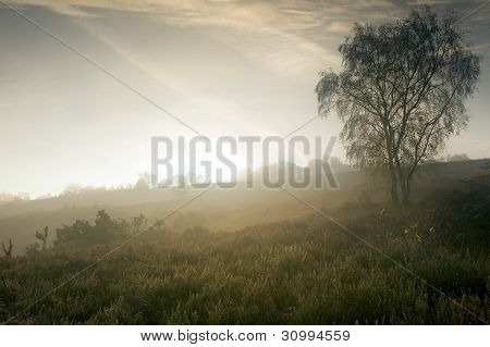 Foggy Misty Autumn Forest Landscape At Dawn
