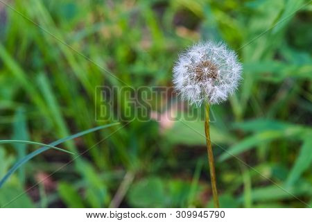 Red Flower In The Summer Garden