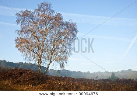 Foggy Misty Autumn Forest Landscape At Dawn