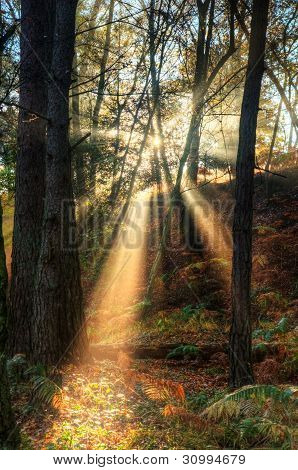 Sunbeams Through Foggy Misty Autumn Forest Landscape At Dawn