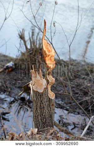 This Alder Tree Stump Was Gnawed By Beavers.