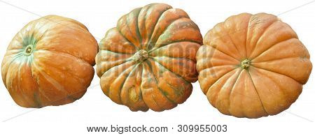 Three Orange Pumpkins Isolated On White. Ripe Pumpkin With Green Stripes Harvesting Halloween Scener