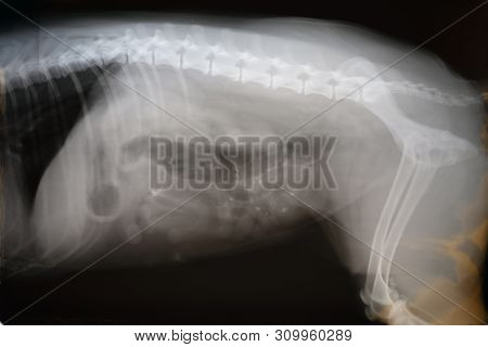 X-ray Film Of Dog Lateral View. Veterinary Medicine, Veterinary Anatomy Concept .