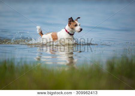 The Dog Jumps Into The Water. Active Jack Russell Terrier On The Lake, Outdoors