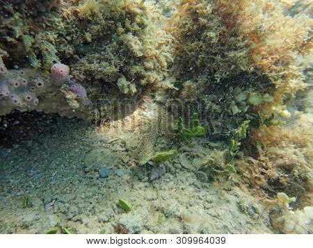 A Beautifully Colorful Blenny Fish Sitting On The Bottom Of The Ocean Curiously And Cautiously Watch