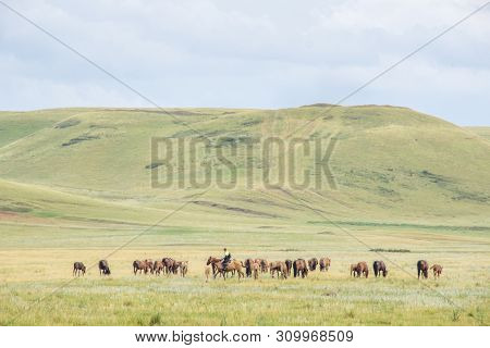 Herd Of Horses With Shepherd On A Green Meadow. Horse Farm Pasture With Mare And Foal. Summer Day La