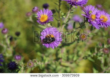 A Black Two-spotted Longhorn Bee (melissodes Bimaculata) Gathers Nectar From The Inflorescence Of A 
