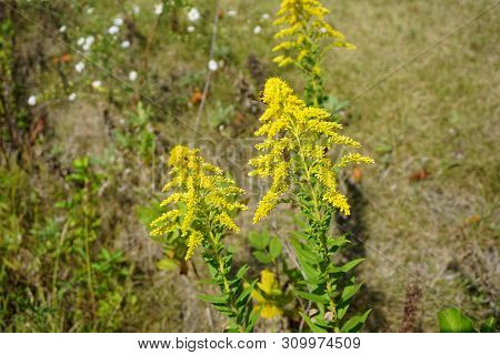 A European Paper Wasp (polistes Dominula) Alights Upon The Inflorescence Of Canada Goldenrod (solida