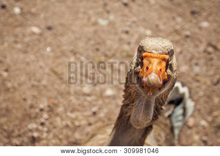 Funny And Very Curious Goose, Looking At The Camera.