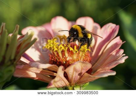 Macro Of Fluffy Black And Yellow Bumblebee Bombus Lucorum On Zinnia Pink Flower In The Foothills Of 