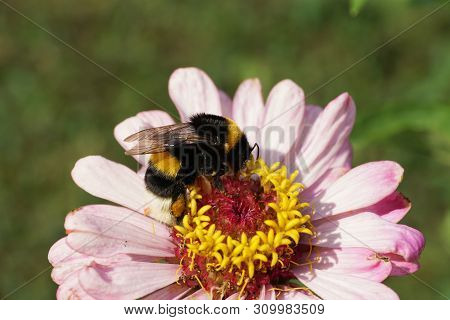 Closeup Of Summer Fluffy Black And Yellow And Striped Bumblebee Bombus Lucorum On A Pink Zinnia Flow