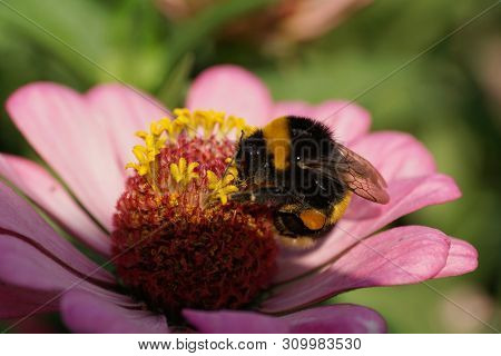 Close-up Summer Fluffy Bumblebee Bombus Lucorum Collecting Pollen And Nectar On A Pink Zinnia Flower