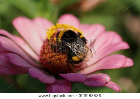 Macro Of A Summer Fluffy Bumblebee Bombus Lucorum Collecting Pollen And Nectar On A Pink Zinnia Flow