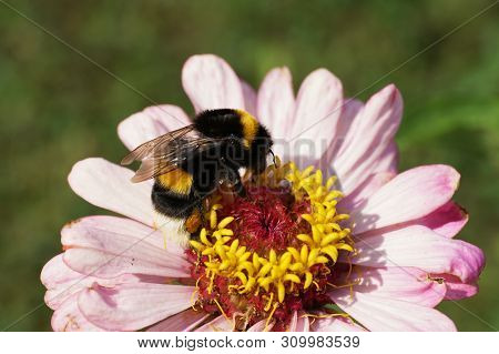 Macro Summer Fluffy Black And Yellow And Striped Bumblebee Bombus Lucorum On A Pink Zinnia Flower In