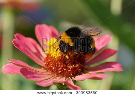 Macro Summer Fluffy Black And Yellow Bumblebee Bombus Lucorum Collecting Pollen And Nectar On Pink Z