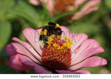 Close-up Of Bombus Lucorum Summer Fluffy Bumblebee On Pink Zinnia Flower In The Foothills Of The Nor
