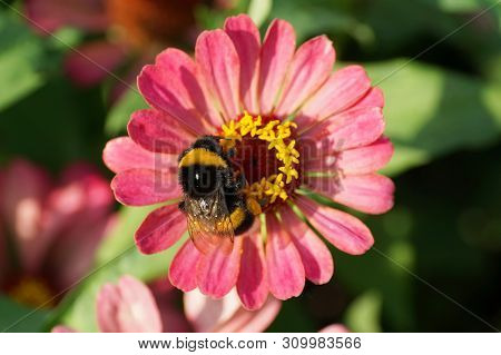 Macro Of A Fluffy Black And Yellow Bumblebee Bombus Lucorum Collecting Pollen And Nectar On A Pink Z