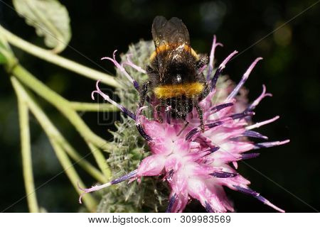Macro Of Summer Fluffy Bumblebee Bombus Lucorum On A Pink Flower Of Burdock In The Foothills Of The 