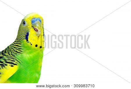 Budgerigars Isolated On White Background. Wavy Parrot Close Up. Copy Spaces