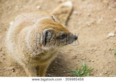 Sitting Yellow Mongoose With Yellow Eyes Portrait