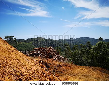 Abandoned Cropped Logs Of Alder Trees On The Highland Of Penampang, Kota Kinabalu, Sabah. Malaysia, 