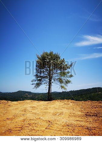 A Single Tree Standing Alone On The Highland In Penampang, Kota Kinabalu.  Sabah. Malaysia. Borneo.