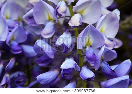 Wisteria Sinensis (glycine De Chine) Flowers In The Garden Of Tenerife, Canary Islands,spain.selecti