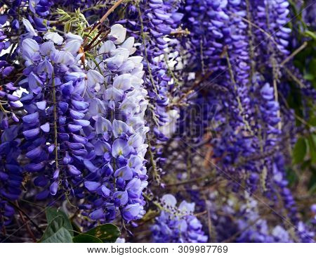 Wisteria Sinensis (glycine De Chine) Flowers In The Garden.is A Genus Of Flowering Plants That Inclu