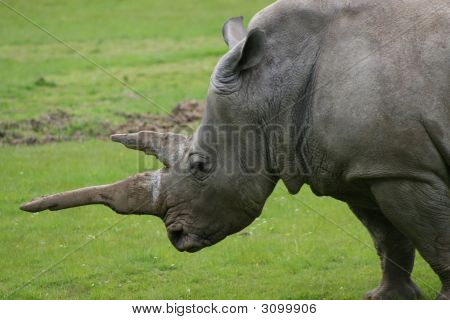 Nashorn