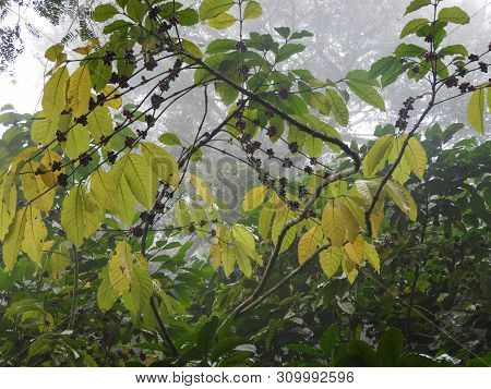 Coffee Plantation In Lambasingi In A Foggy Morning