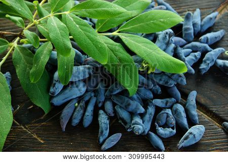 Blue Berries Of A Honeysuckle On A Board, The Top View, Near A Leaf From A Bush