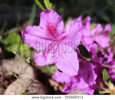 Big Azalea Or Rhododendron In A Organic Garden. Season Of Flowering Azaleas . Azaleas Are Shade Tole