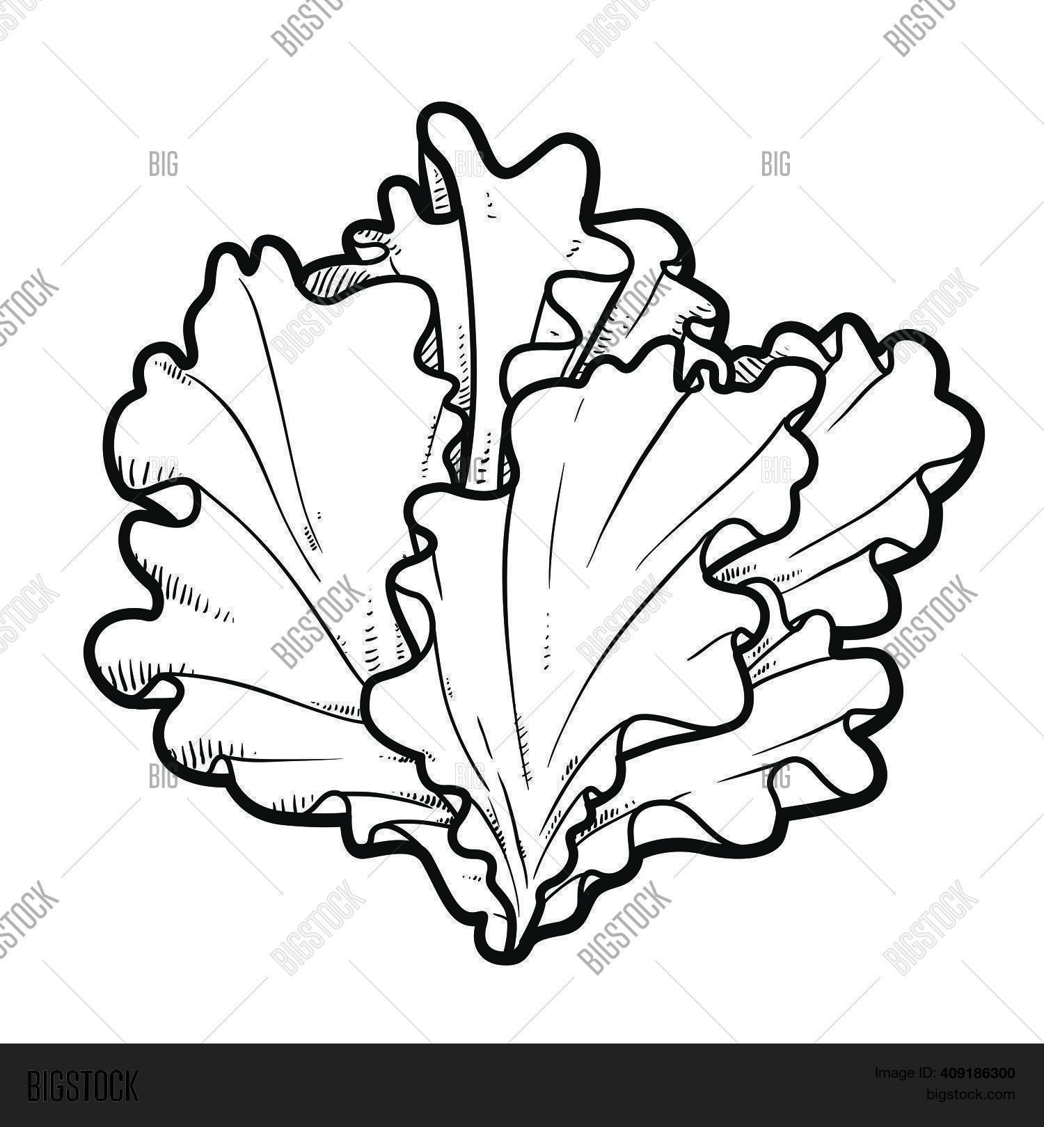 Inflorescence Lettuce Vector & Photo (Free Trial) Bigstock