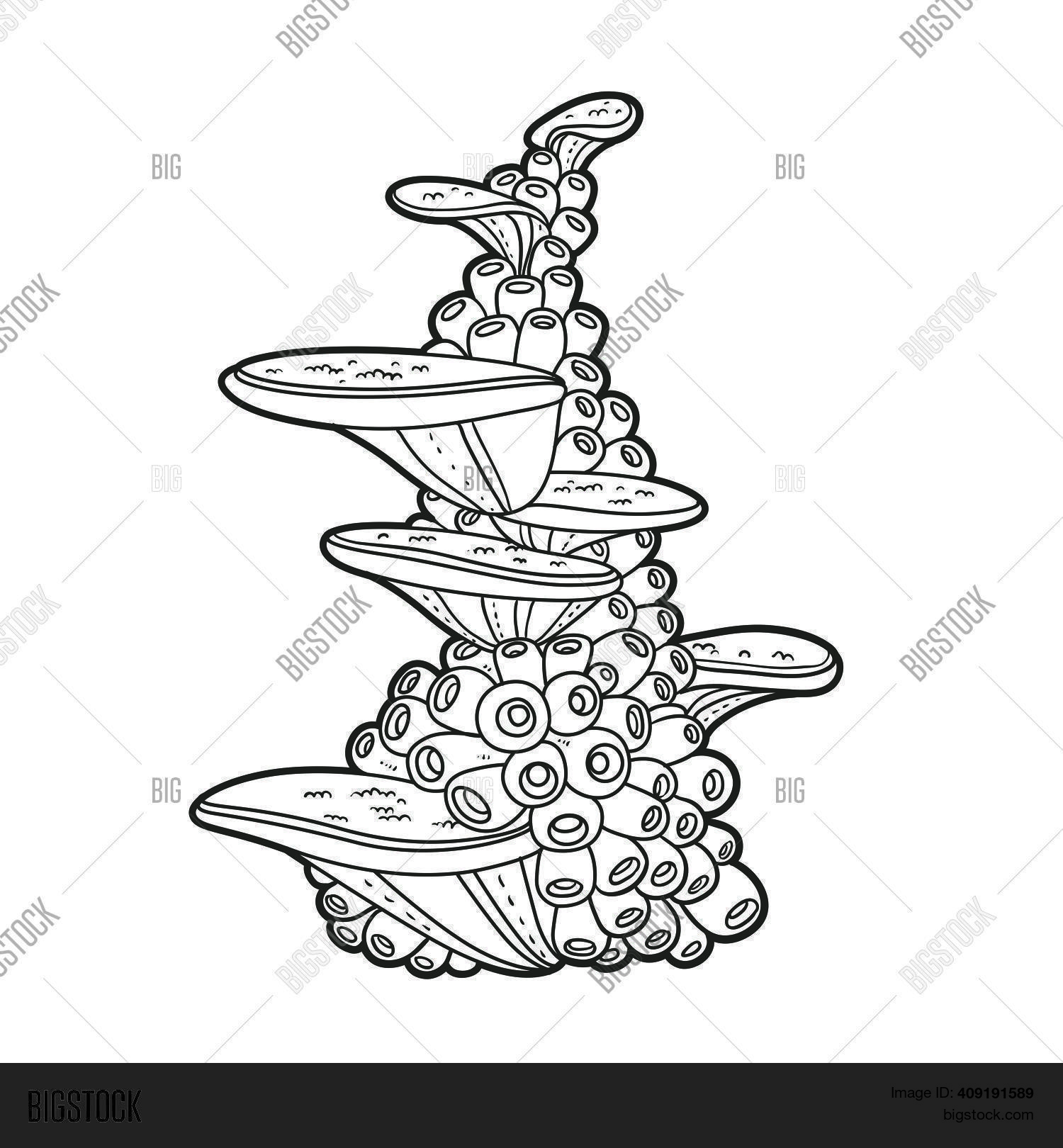 Sponges Coloring Book Vector & Photo (Free Trial) Bigstock