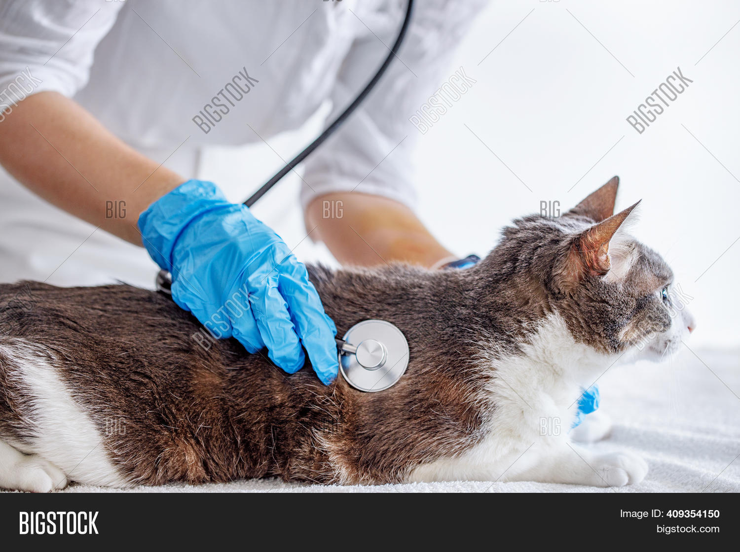 Cat On Examination By Image & Photo (Free Trial) Bigstock