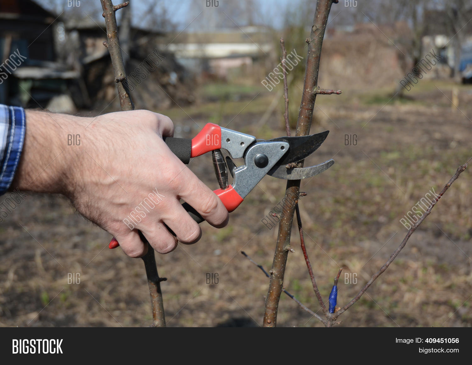 Gardener Cutting Apple Image & Photo (Free Trial) Bigstock