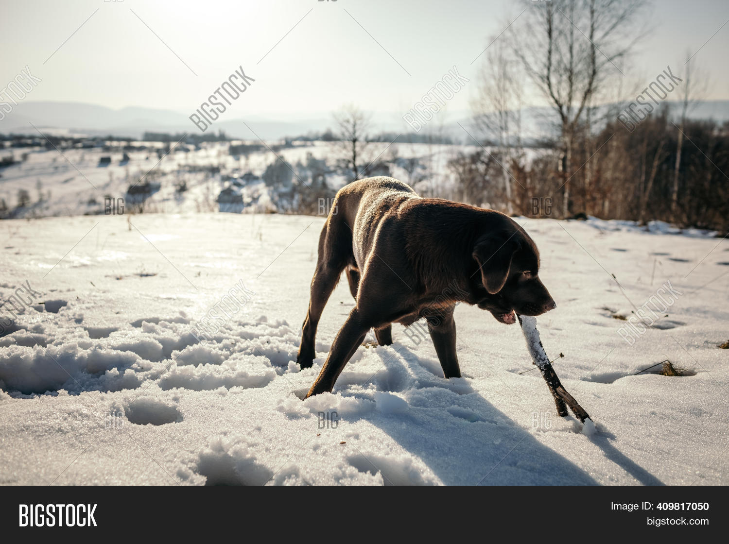 Dog Walking On Snow Image & Photo (Free Trial) Bigstock
