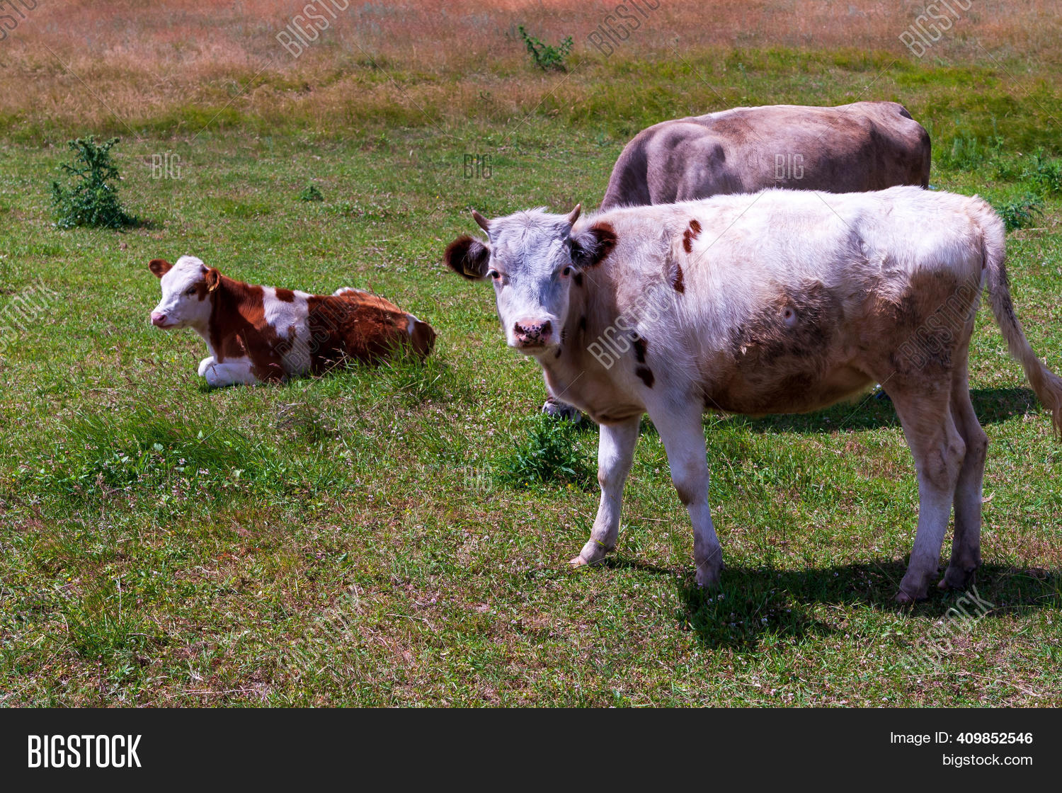 Village Cows Lay Down Image & Photo (Free Trial) Bigstock