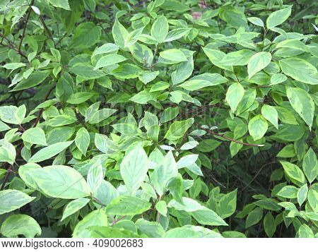 Deren White Svidina Shoot (cornus Alba L.) In Summer